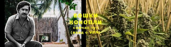 стаф Инта