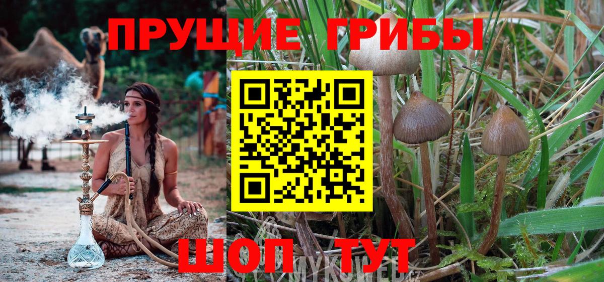 Псилоцибиновые грибы Psilocybe  Вход с VPN  Красноуфимск 